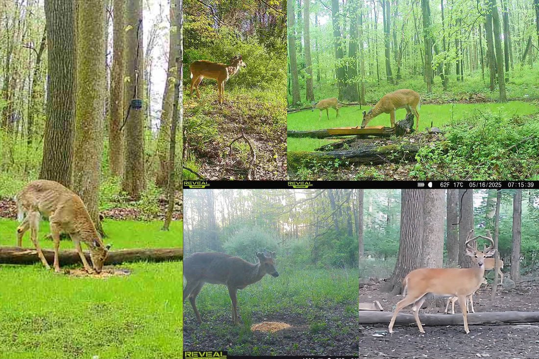 Rutted Out: Why Post-Rut Minerals and Feed Matter More Than You Think