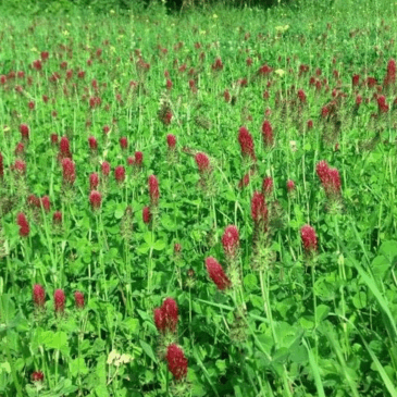 X20 Perennial Plot Mix